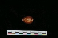 藏品(雪山寶螺)的圖片